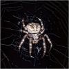 Araneus angulatus